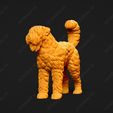 2441-Bouvier_des_Flandres_Pose_03.jpg Bouvier des Flandres Dog 3D Print Model Pose 03