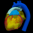4.png 3D Heart Anatomy with Codominance