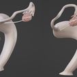 25.jpg 3D Model of Female Reproductive, Urinary System, Hip and Sacrum