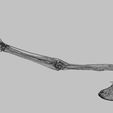 wf.jpg Upper limb arteries axilla arm forearm 3D model