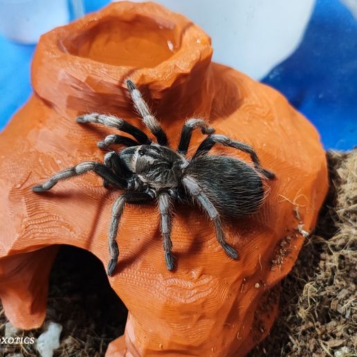 IMG_20250904_105039.jpg Arachnoxotics Terrestrial Hide V2