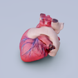 humain-heart.png Photorealistic 3D Model of the Human Heart - Anatomically Accurate and Detailed