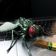 IMG_5012.jpg A lovely FLY
