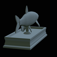 Grass-carp-statue-31.png fish grass carp / Ctenopharyngodon idella statue detailed texture for 3d printing