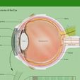 Part1-2.JPG Fichier STL Modèle 3D de l'anatomie d'un œil humain・Objet imprimable en 3D à télécharger