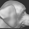 8.jpg Puppy of Pointer dog head for 3D printing
