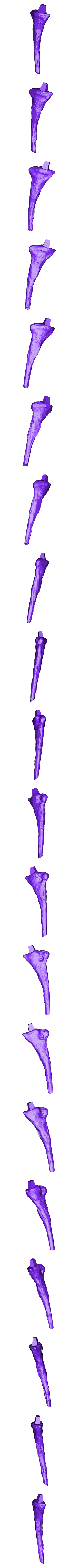 Fibula_Right_Part_01.OBJ Scheletro di piccolo T-rex a grandezza naturale - Parte 03/10