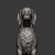 English-Setter13.jpg English Setter 3D print model