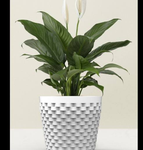 Planter Pot Innen Auen Kaktus Vase STL Datei fr 3D-DruckCults