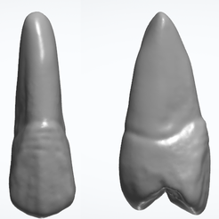 toothpic.png STL file Maxillary Second Premolar with Root・3D printer design to download