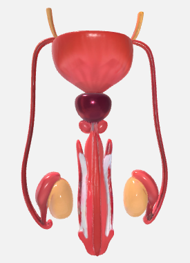 Aparato Reproductor Masculino interno STL 3D model