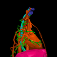 4.png 3D Model of Cardiovascular System, Thorax and Abdomen