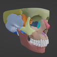 8.png 3D Model of Skull and Skull Bones