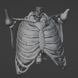 5.png 3D Model of Heart in Thorax