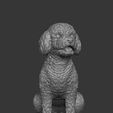 poodles-16.jpg Toy Poodle / Poodle