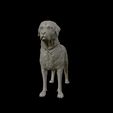 24.jpg Labrador Retriever model 3D print model