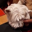 westie-with-bookmark.jpg Westie bookmark (or Yorkie or Scottie)