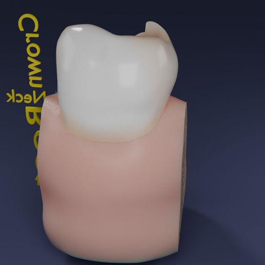 image-0018.jpg Corte esquemático de los dientes etiquetado