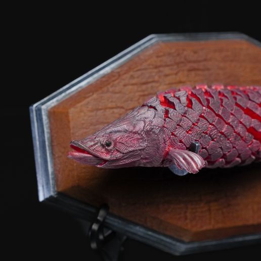 DSC06747.jpg Pirarucu