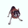 LLL0L.jpg WOLF DOG WOLF - DOWNLOAD WOLF 3d Model - ANIMATED for blender-fbx-unity-maya-unreal-c4d-3ds max - 3D printing WOLF DOG WOLF WOLF