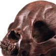 detail 500px.jpg The Frenchie Skull  |  Foundation Series