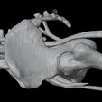 20.jpg 3D Model of Pelvis with Neurovascular Supply