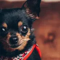 Stammelino