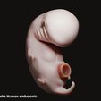 4weeks.jpg 3D file 4 Weeks Human embryonic (baby stages)・3D printing design to download