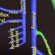 PSfinal0074.jpg Human venous system schematic 3D