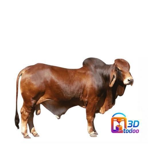GRY-BULL3.jpg gyr bull gyr bull gyr bos indicus 印度
