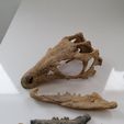 IMG_20210412_134511.jpg Dinosaur Skull - Nanosaurus