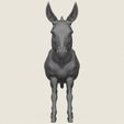 Donkey-03.jpg Donkey