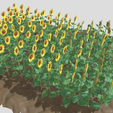 sunflower-8a.png Plantação de girassol