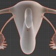 24.jpg 3D Model of Female Reproductive, Urinary System, Hip and Sacrum