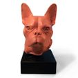 frenchie bust front view500px.jpg The Frenchie Bust  |  Foundation Series