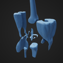 Knee-anatomy-parts-_10.png Archivo 3D Anatomía de la rodilla con partes separables・Modelo para descargar y imprimir en 3D