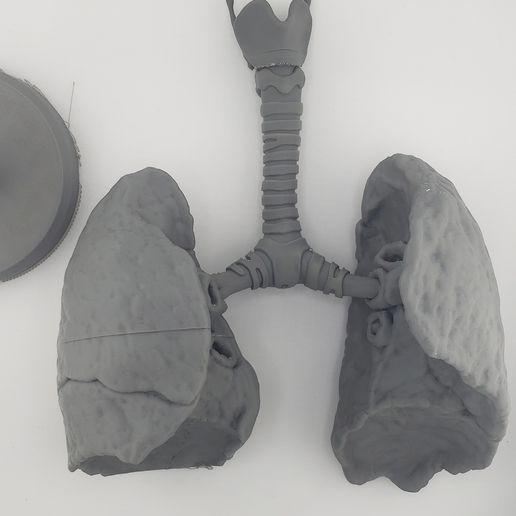 🫁 Human Lung Anatomy – Modular Educational Model・ STL File for 3D ...