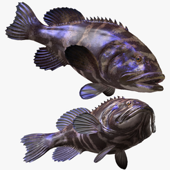 portada-0.png DOWNLOAD Coral Fish 3D MODEL - ANIMATED for 3D printing - maya - 3DS MAX - UNITY - UNREAL - BLENDER - C4D - CARTOON - POKÉMON - Coral Fish Goby Epinephelinae Epinephelus bruneus