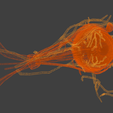 15.png 3D Model of Complete Eye Anatomy