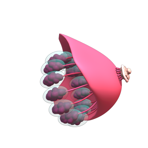 ♀️ Breast anatomy: Female breast・ STL File for 3D printing・Cults