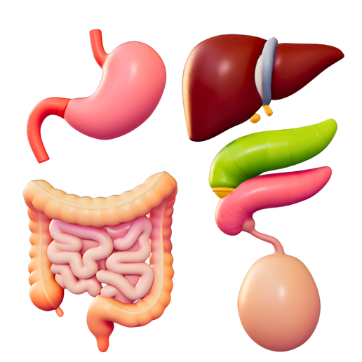 Human Digestive Organs Simplified 3D Model Pack