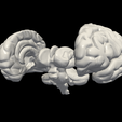 5.png 3D Model of Brain with Cerebellum and Brain Stem