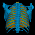 3.png 3D Model of Heart in Thorax