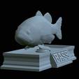 Bass-statue-23.png fish Largemouth Bass / Micropterus salmoides statue detailed texture for 3d printing