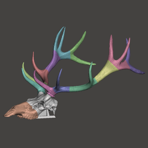 🦌 Deer Elk trophy lifesize cut skull・ 3D File for 3D