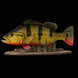 Peacock-Bass-statue-1-3.png FISH in motion Peacock bass (Cichla ocellaris) fish natural base detailed texture for 3d printing