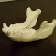 Capture_d_e_cran_2016-07-29_a__09.55.42.png Monkey mandible