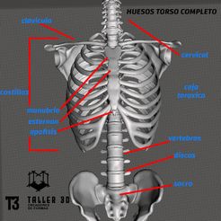 222.jpg skeleton torso
