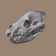 Hyena_skull-(1).jpg Hyena Skull based on CT Scan data by Marco Valenzuela