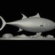 Bluefin-tuna-15.png Atlantic bluefin tuna / Thunnus thynnus / Tuňák obecný  fish underwater statue detailed texture for 3d printing